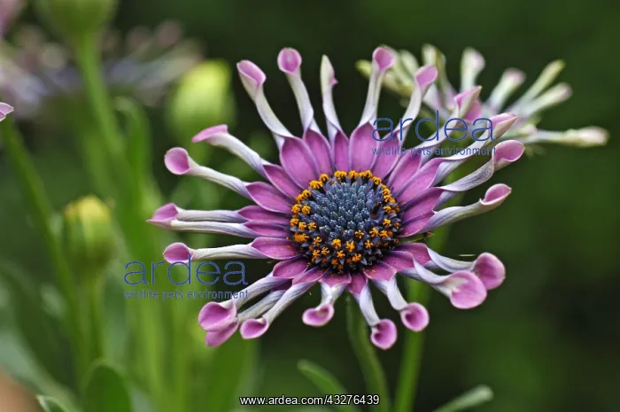 : African Daisy Whirlygig in bloom in a garden : African Daisy Whirlygig in bloom in a garden