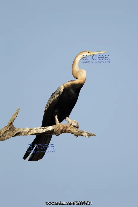 : African Darter : African Darter