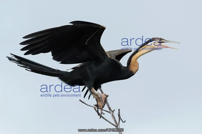 : African Darter : African Darter