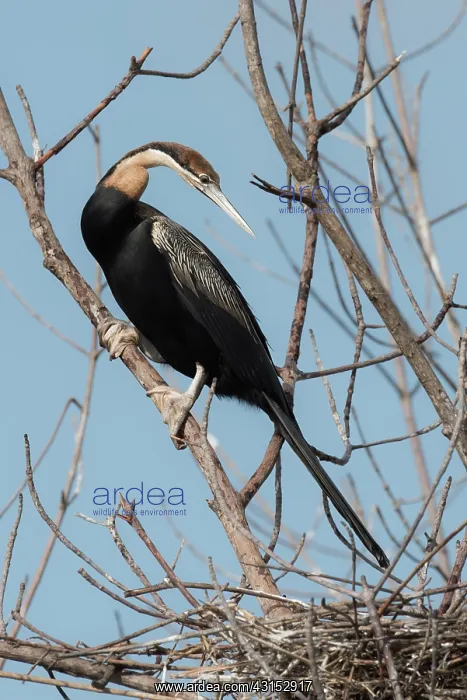 : African Darter : African Darter