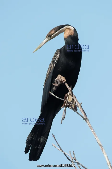 : African Darter : African Darter