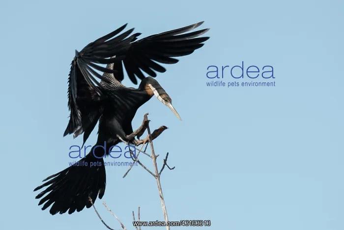 : African Darter : African Darter