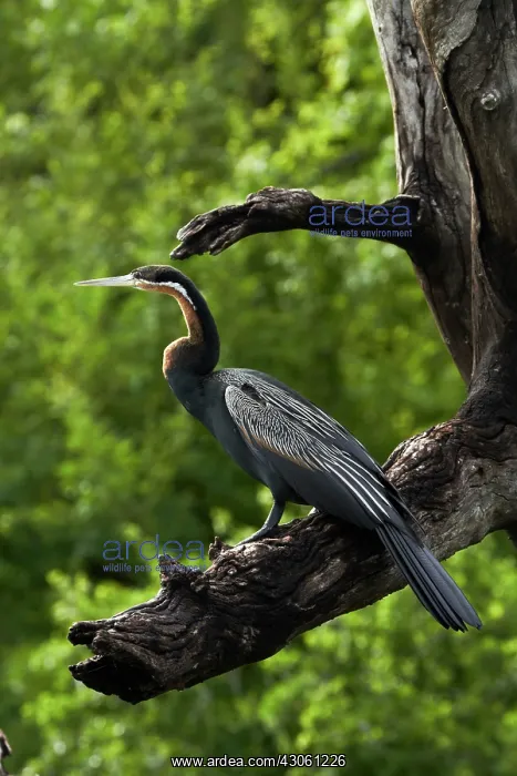 : African Darter (Anhinga rufa), perched by : African Darter (Anhinga rufa), perched by