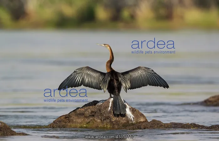 : African Darter - basking in order to dry the feathers : African Darter - basking in order to dry the feathers