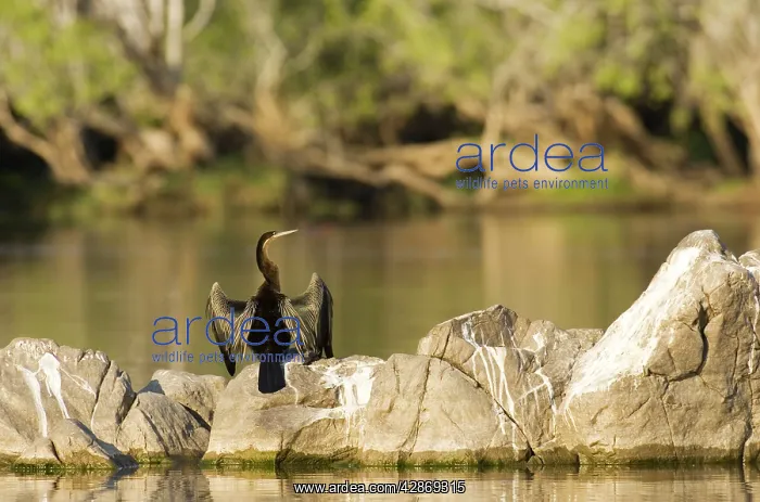 : African Darter - Basking in order to dry the wings : African Darter - Basking in order to dry the wings