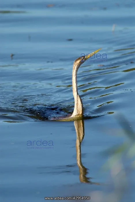 : African Darter / Darter / Snakebird fishing in : African Darter / Darter / Snakebird fishing in