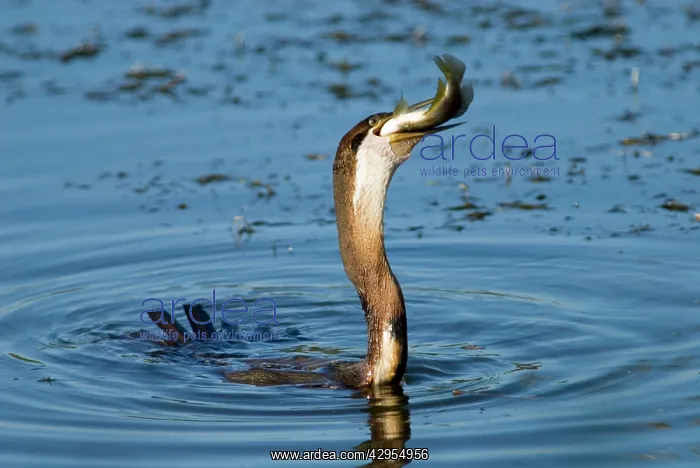: African Darter / Darter / Snakebird swallowing : African Darter / Darter / Snakebird swallowing