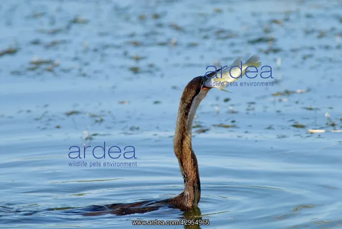 : African Darter / Darter / Snakebird - swallowing : African Darter / Darter / Snakebird - swallowing