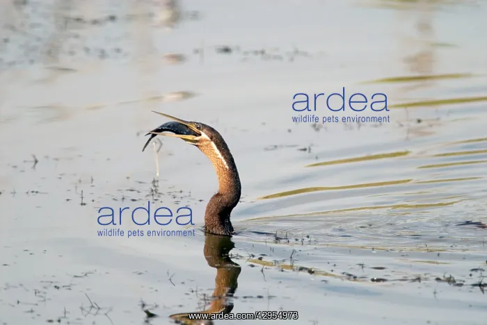 : African Darter / Darter / Snakebird swallowing : African Darter / Darter / Snakebird swallowing