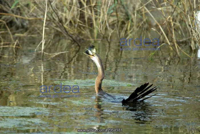 : African Darter / Darter / Snakebird swallowing : African Darter / Darter / Snakebird swallowing