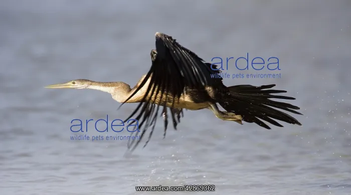 : African Darter - Flying over the Lufupa River : African Darter - Flying over the Lufupa River