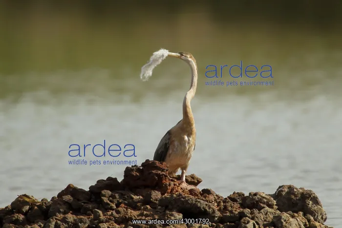 : African Darter with nesting material : African Darter with nesting material