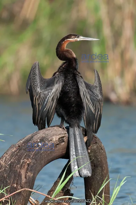 : African Darter - perched with wings outstretched : African Darter - perched with wings outstretched