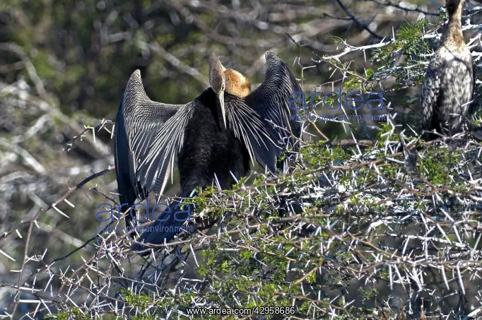 : African Darter - Preening after fishing : African Darter - Preening after fishing