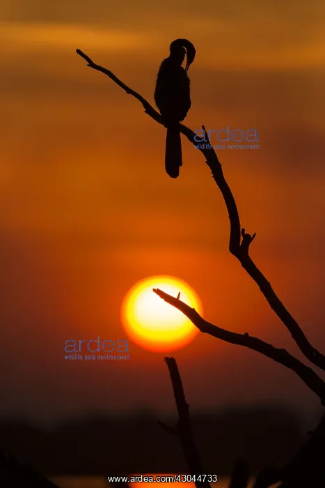 : African darter - silhouette at sunset - Botswana, Africa : African darter - silhouette at sunset - Botswana, Africa