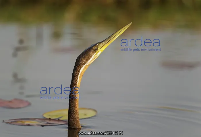 : African Darter - swimming in the Chobe River : African Darter - swimming in the Chobe River