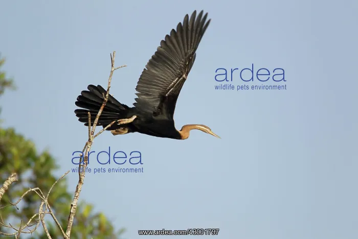 : African Darter taking off in flight : African Darter taking off in flight