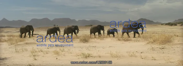 : African Desert Elephant : African Desert Elephant