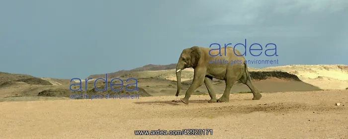 : African Desert Elephant : African Desert Elephant