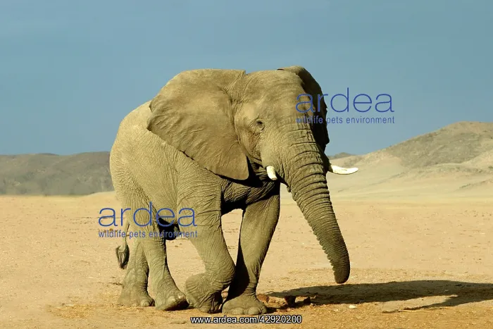 : African Desert Elephant : African Desert Elephant