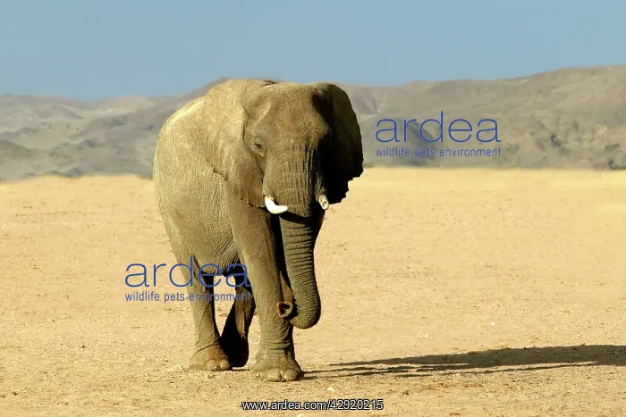: African Desert Elephant : African Desert Elephant