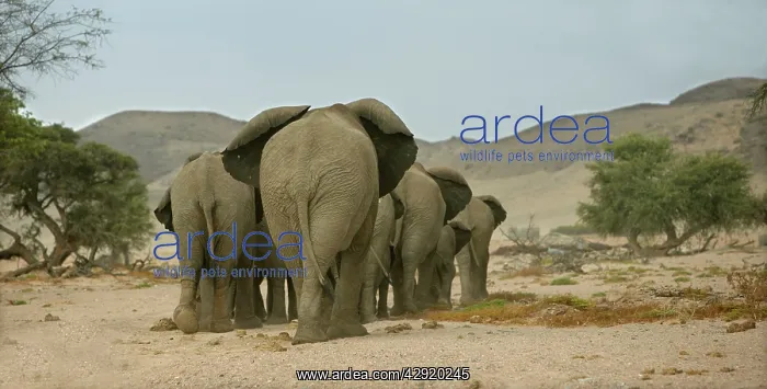 : African Desert Elephant : African Desert Elephant