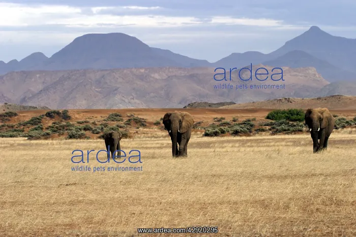 : African Desert Elephant : African Desert Elephant