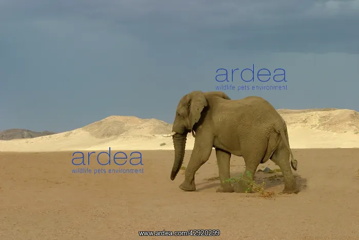 : African Desert Elephant : African Desert Elephant