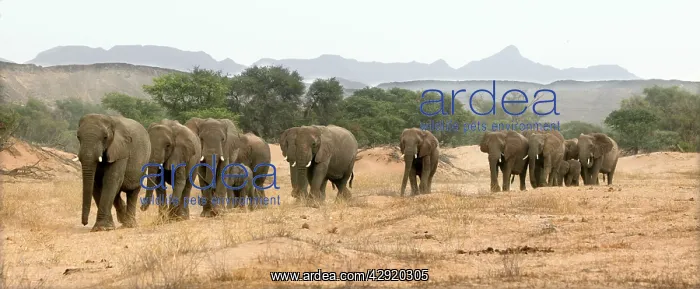 : African Desert Elephant : African Desert Elephant