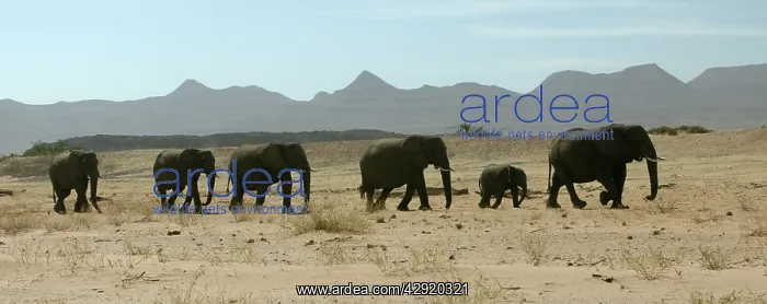 : African Desert Elephant : African Desert Elephant