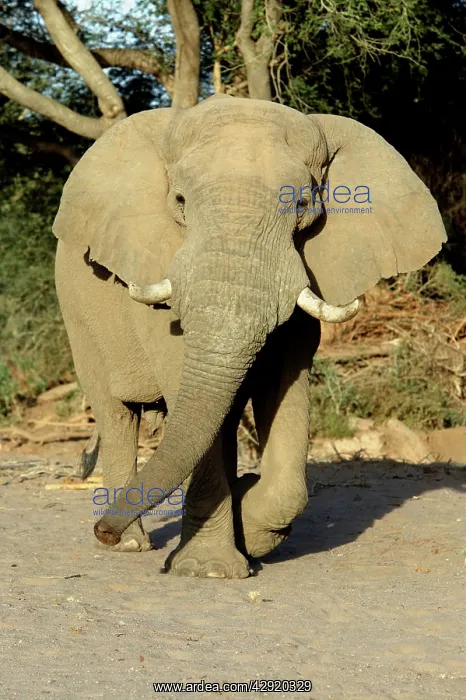 : African Desert Elephant : African Desert Elephant