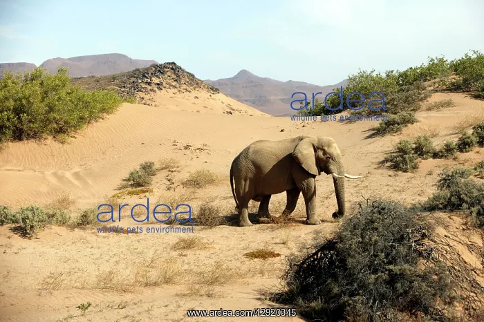 : African Desert Elephant : African Desert Elephant