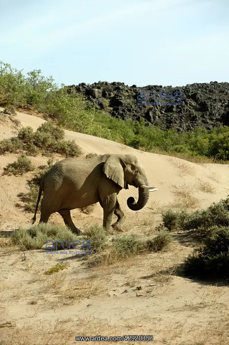 : African Desert Elephant : African Desert Elephant