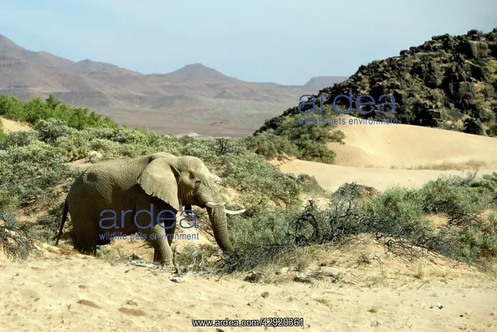 : African Desert Elephant : African Desert Elephant