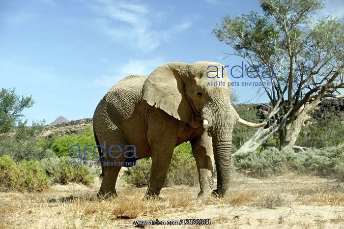 : African Desert Elephant : African Desert Elephant