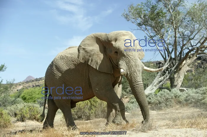 : African Desert Elephant : African Desert Elephant