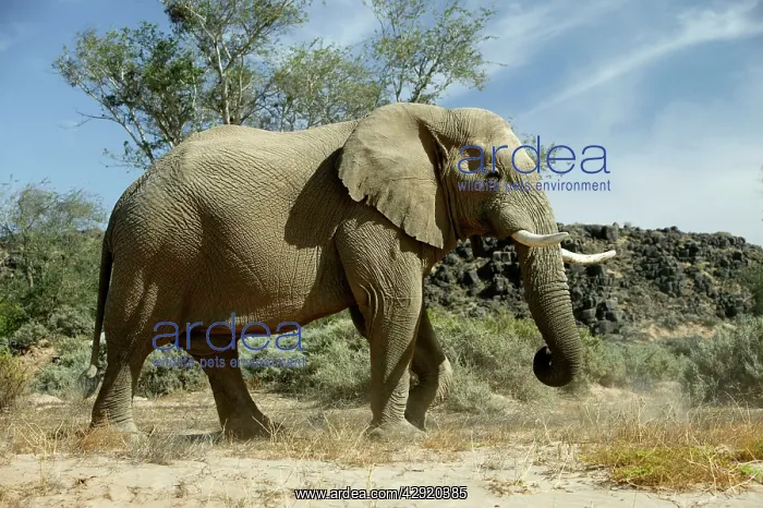 : African Desert Elephant : African Desert Elephant