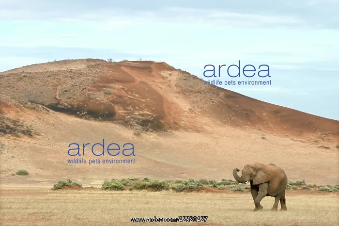 : African Desert Elephant : African Desert Elephant