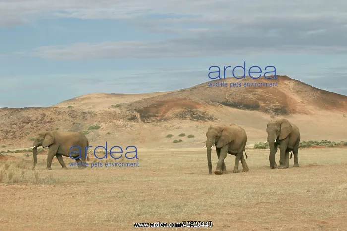 : African Desert Elephant : African Desert Elephant