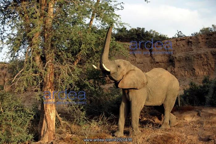 : African Desert Elephant : African Desert Elephant