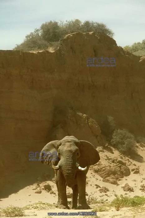 : African Desert Elephant : African Desert Elephant