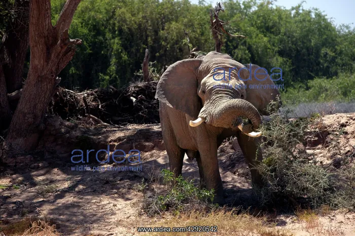 : African Desert Elephant : African Desert Elephant