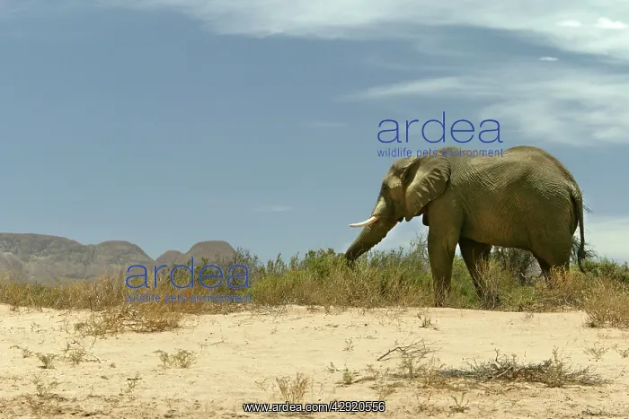 : African Desert Elephant : African Desert Elephant