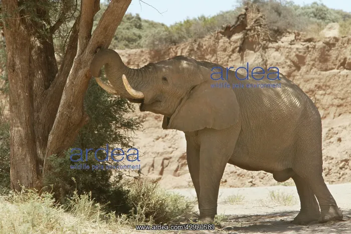 : African Desert Elephant : African Desert Elephant