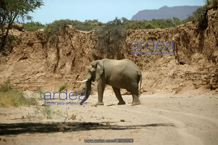 : African Desert Elephant : African Desert Elephant