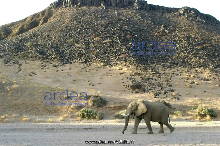 : African Desert Elephant : African Desert Elephant