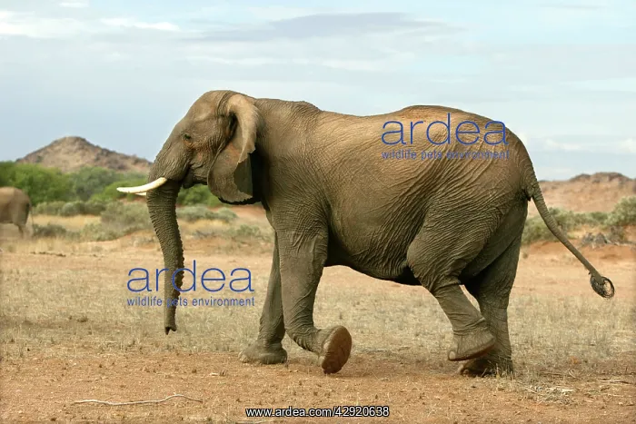 : African Desert Elephant : African Desert Elephant