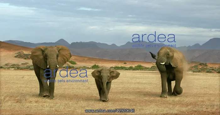 : African Desert Elephant : African Desert Elephant