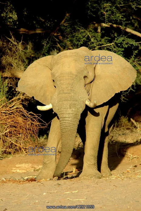 : African Desert Elephant : African Desert Elephant
