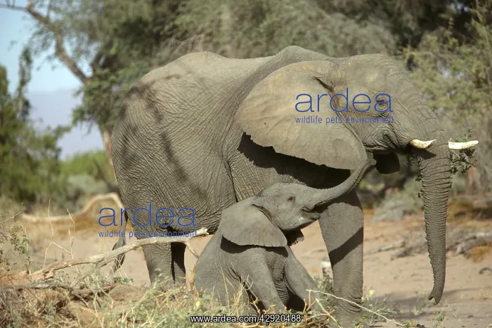 : African Desert Elephant - adult & young : African Desert Elephant - adult & young
